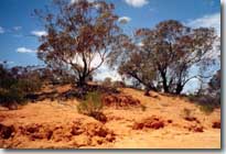 Outback