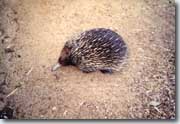 Echidn&eacute;