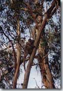 Spot the Koala