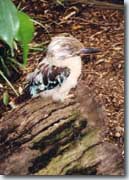 Kookaburra