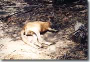 Kangourou