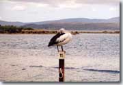 Pelican Malacoota