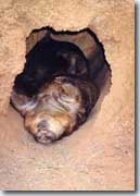 wombat