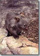 Wombat