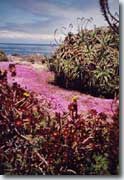 Pacific Grove