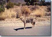 Coyote
