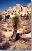 Joshua Tree