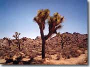 Joshua Tree