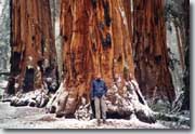 Sequoia NP