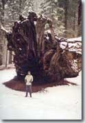 Sequoia NP