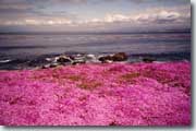 Pacific Grove