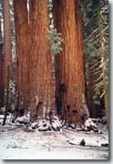 Sequoia NP