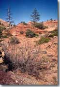 Zion NP