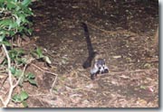 Coati