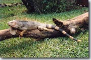 Iguane