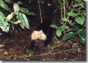 Singe capucin