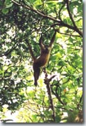 Singe-araign�e