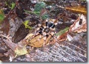 Tarantule