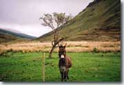 Connemara
