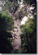 Arbre Kauri 