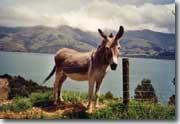 Akaroa