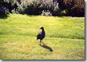 Pukeko