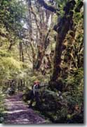 Milford Track