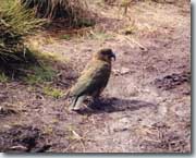 Kea