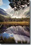 Fox Glacier