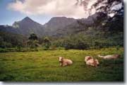 Moorea!